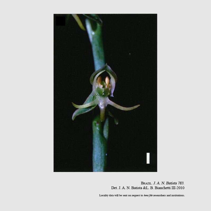 Habenaria spanophytica